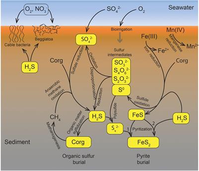 The Biogeochemical Sulfur Cycle of Marine Sediments